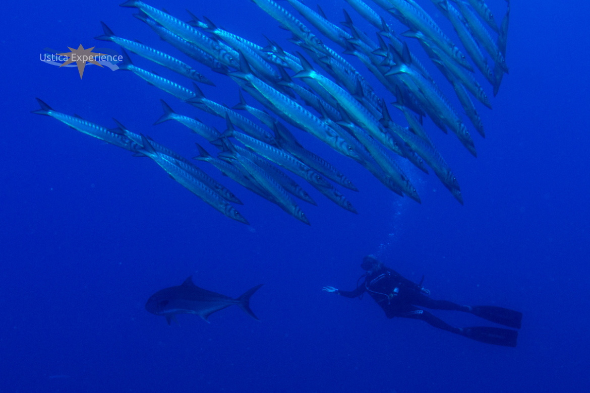 Discover Ustica beyond the ordinary with Mare Nostrum Diving